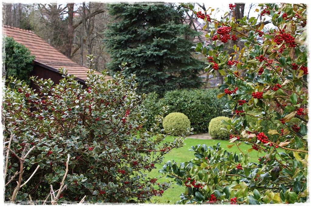 Ogród zimozielony aranżacje 3d