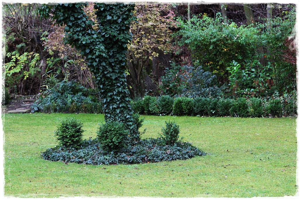 Ogród zimozielony aranżacje 3e Ogród zimozielony aranżacje 3e