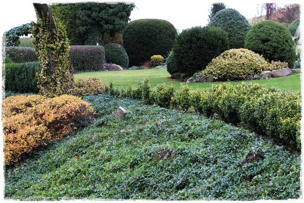 Ogród zimozielony aranżacje 3i