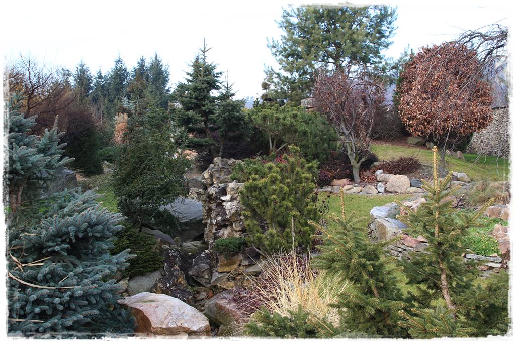 Ogród zimozielony aranżacje 4 Ogród zimozielony aranżacje 4