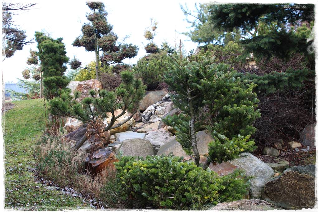 Ogród zimozielony aranżacje 4a Ogród zimozielony aranżacje 4a