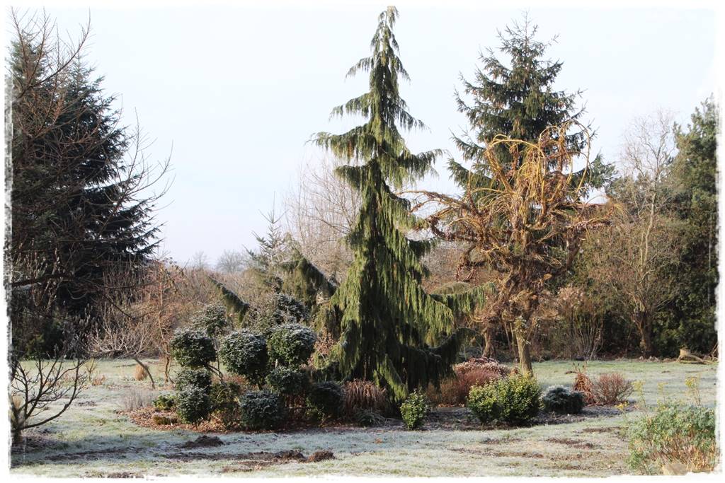 Ogród zimozielony aranżacje 4c Ogród zimozielony aranżacje 4c