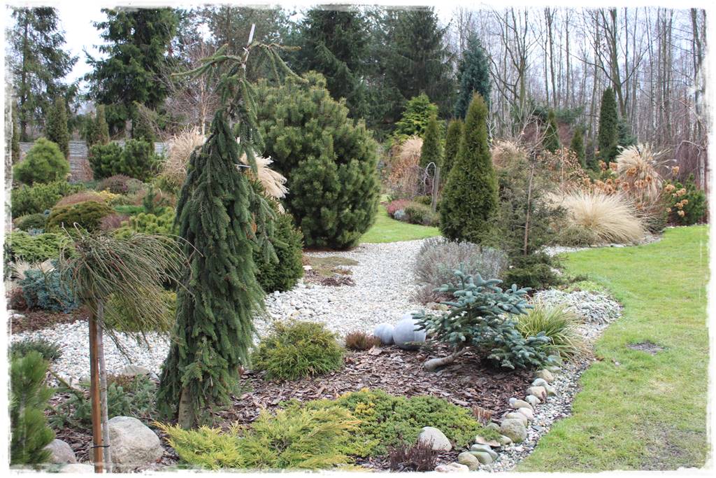 Ogród zimozielony aranżacje 4d Ogród zimozielony aranżacje 4d