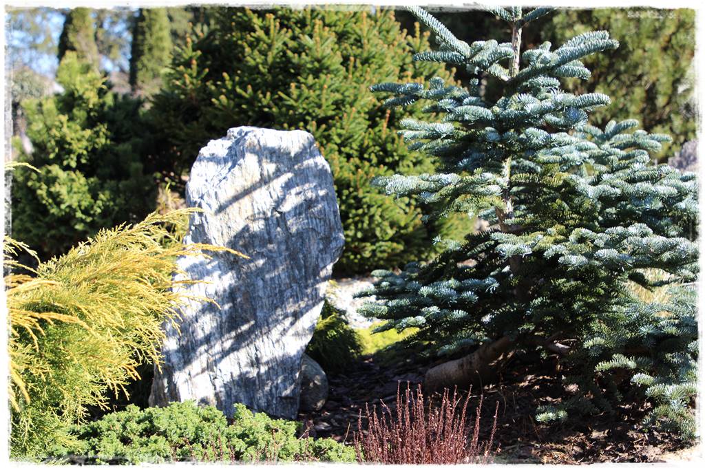 Ogród zimozielony aranżacje 5 Ogród zimozielony aranżacje 5