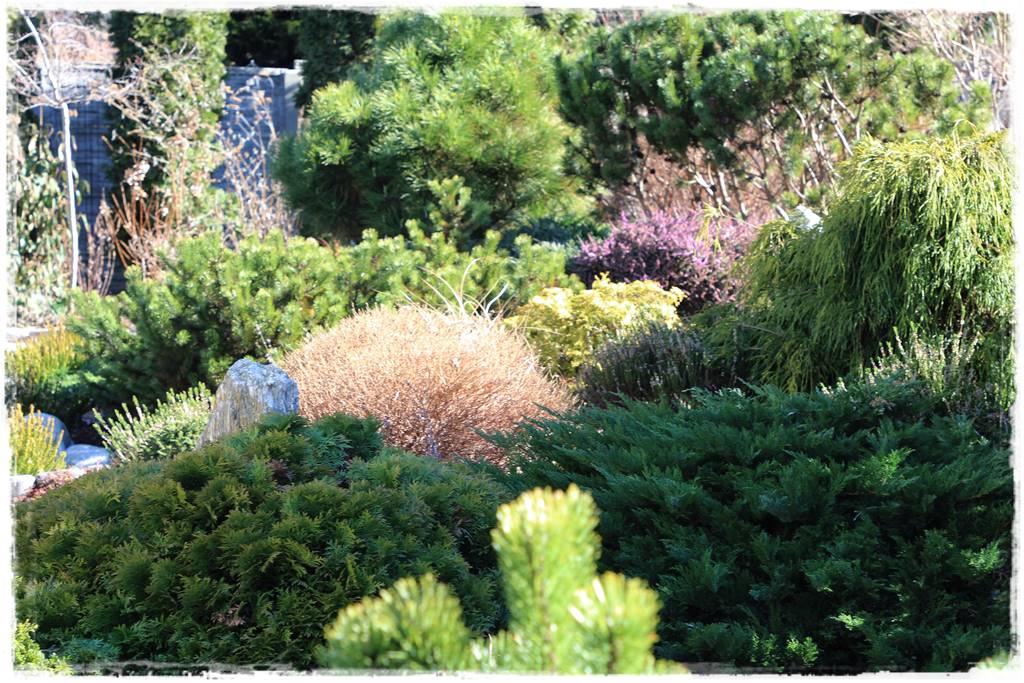 Ogród zimozielony aranżacje 5a Ogród zimozielony aranżacje 5a