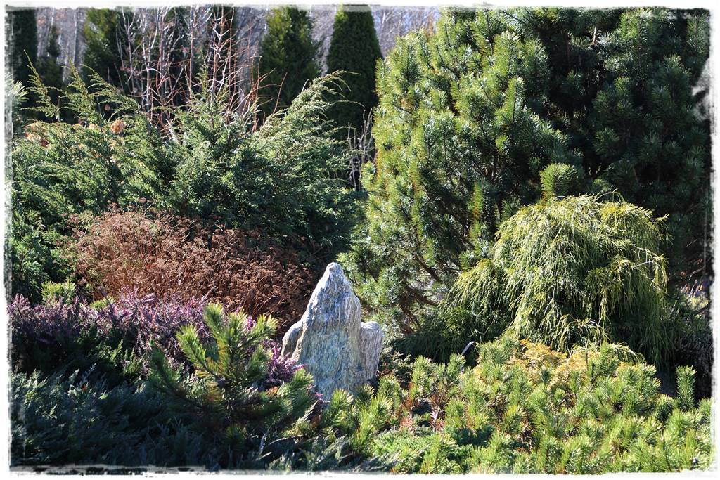 Ogród zimozielony aranżacje 5b Ogród zimozielony aranżacje 5b