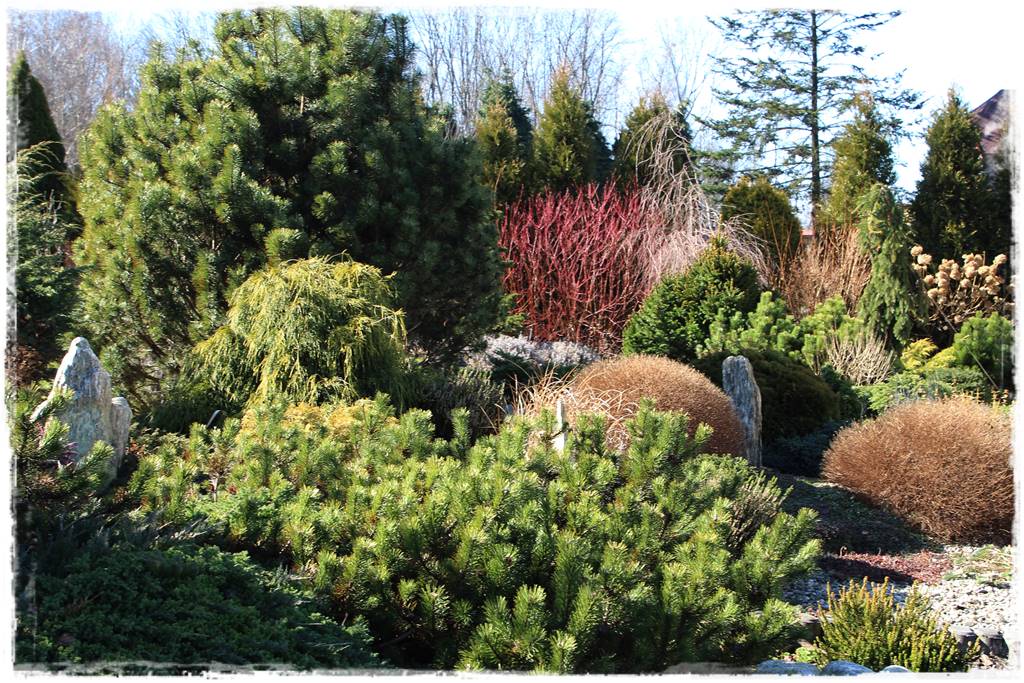 Ogród zimozielony aranżacje 5e Ogród zimozielony aranżacje 5e