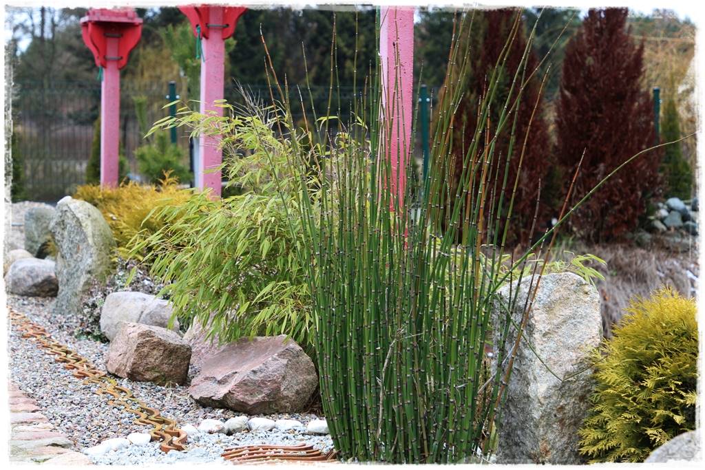 Ogród zimozielony aranżacje 6i Ogród zimozielony aranżacje 6i