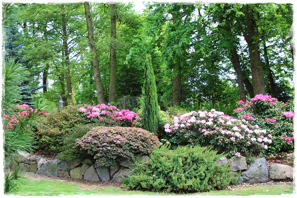 Ogród zimozielony aranżacje 7b Ogród zimozielony aranżacje 7b