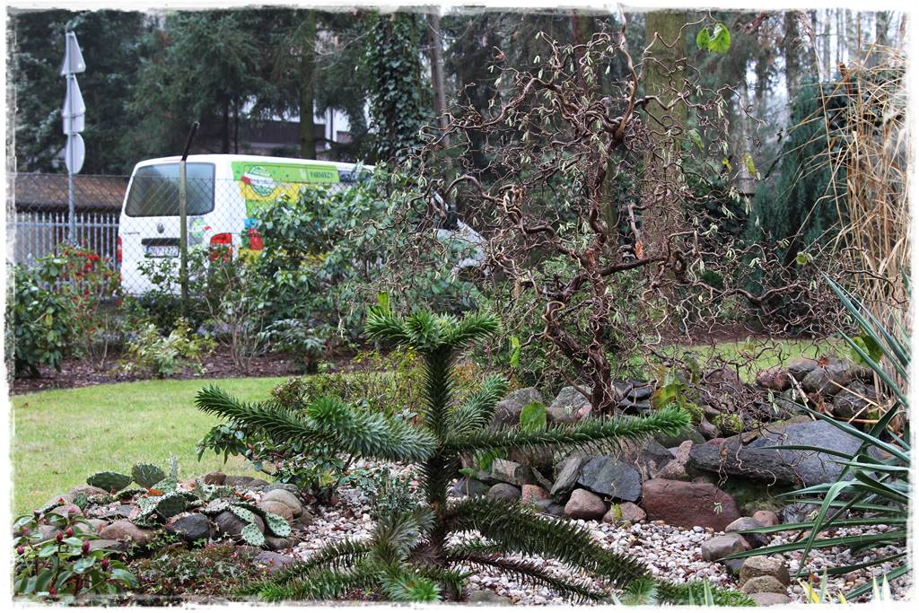 Ogród zimozielony aranżacje 8 Ogród zimozielony aranżacje 8