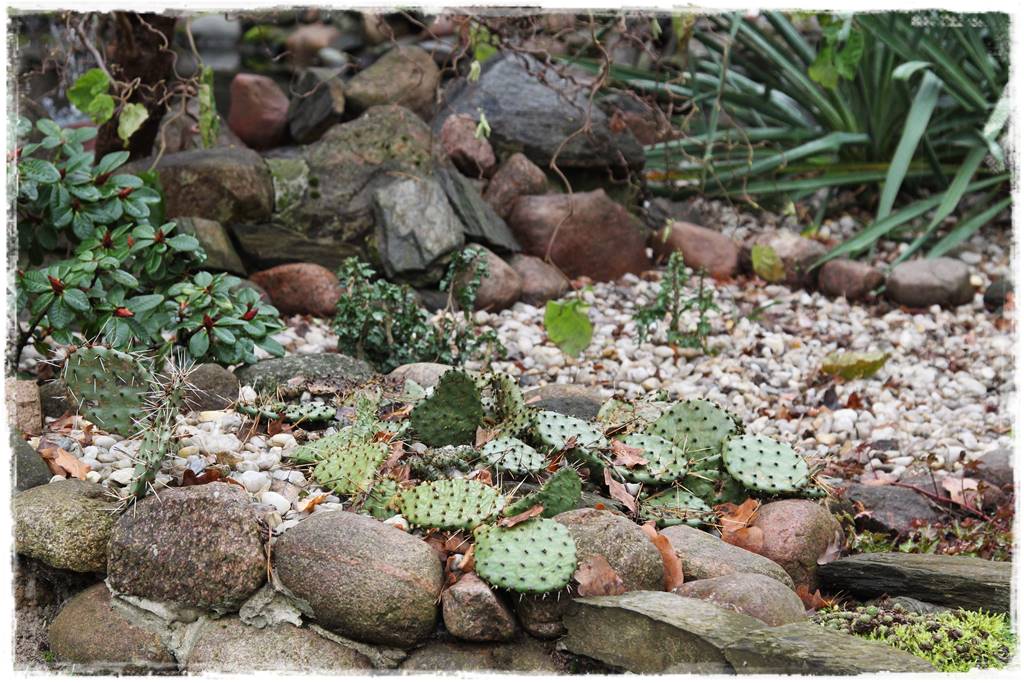 Ogród zimozielony aranżacje 8g Ogród zimozielony aranżacje 8g