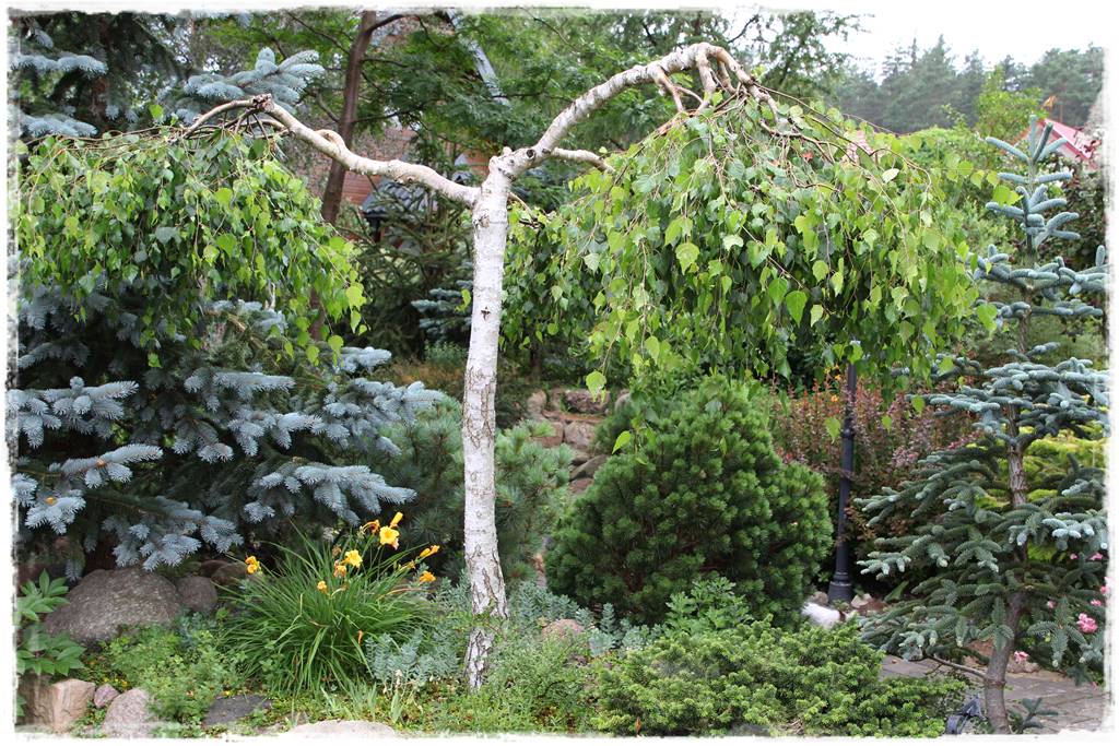 Płaczące drzewa 1 Płaczące drzewa 1