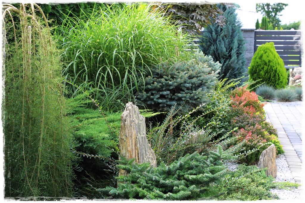 Płaczące drzewa 10b Płaczące drzewa 10b