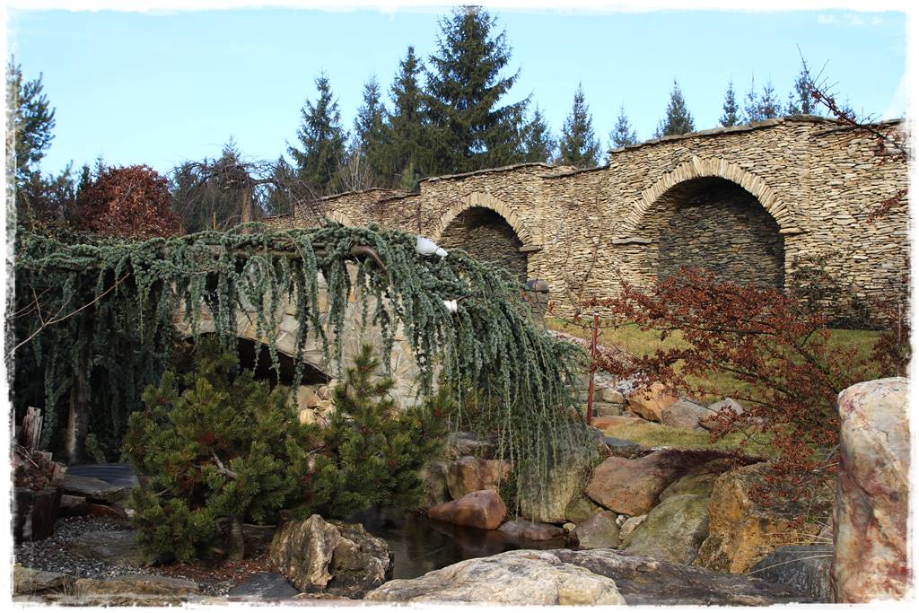 Płaczące drzewa 11 Płaczące drzewa 11