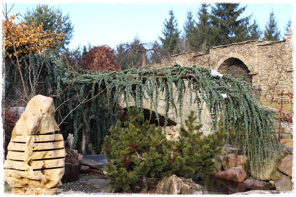 Płaczące drzewa 11a Płaczące drzewa 11a