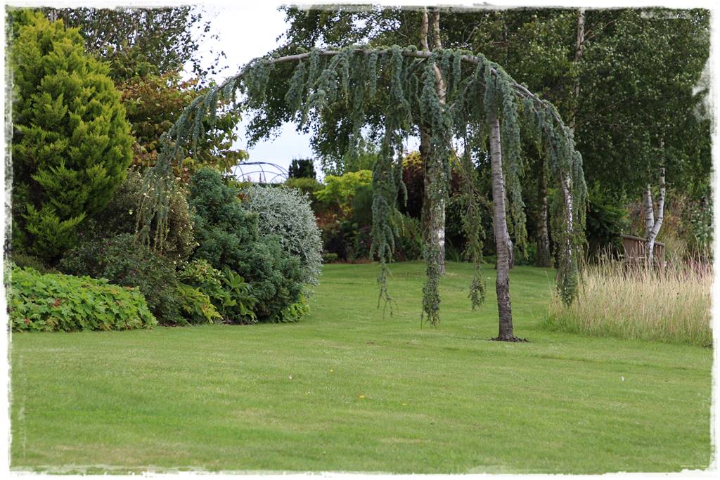 Płaczące drzewa 11b Płaczące drzewa 11b