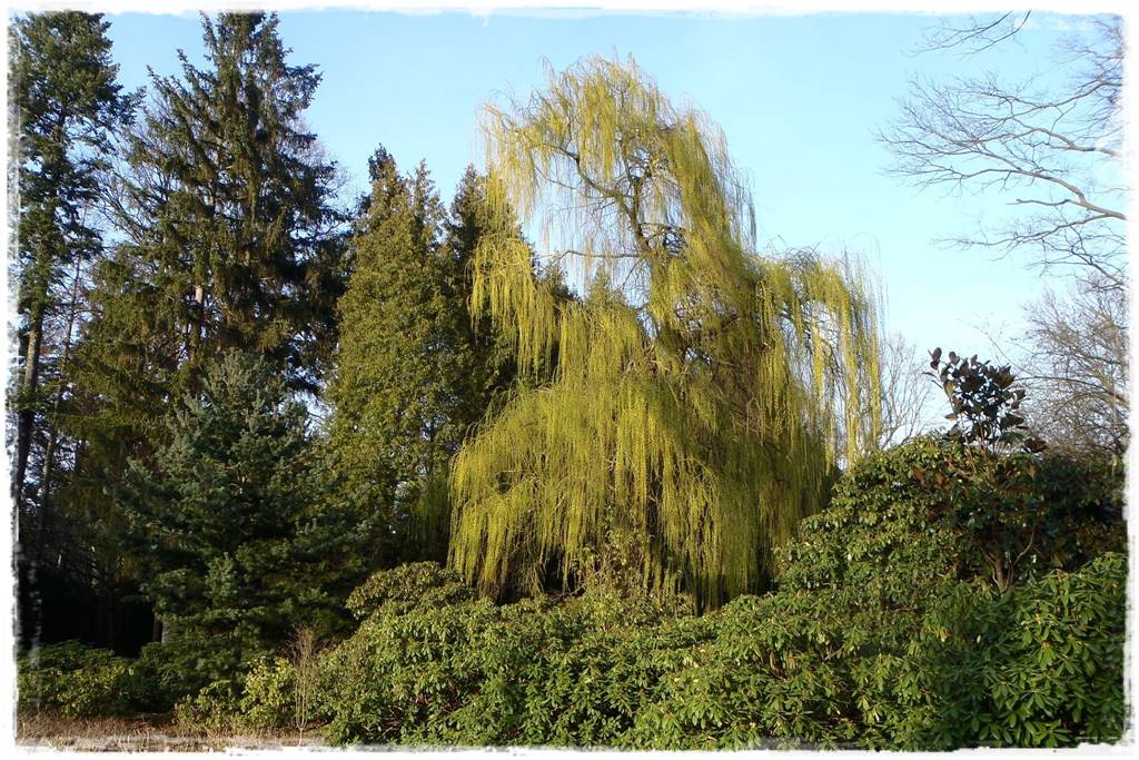 Płaczące drzewa 12 Płaczące drzewa 12