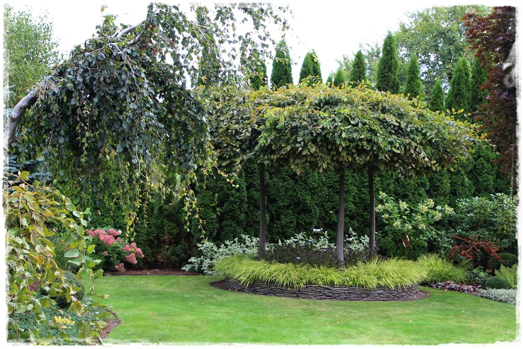 Płaczące drzewa 13