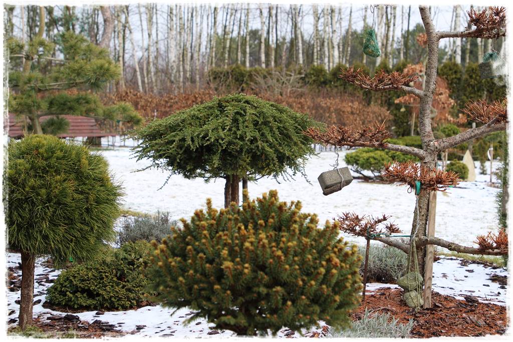 Płaczące drzewa 14 Płaczące drzewa 14