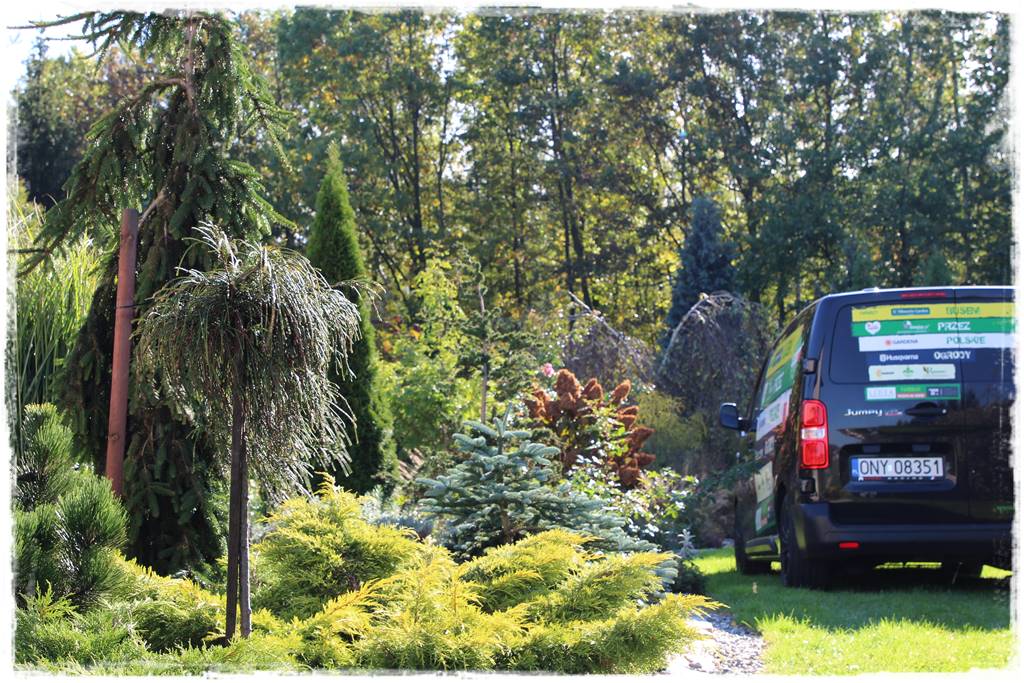 Płaczące drzewa 14a Płaczące drzewa 14a