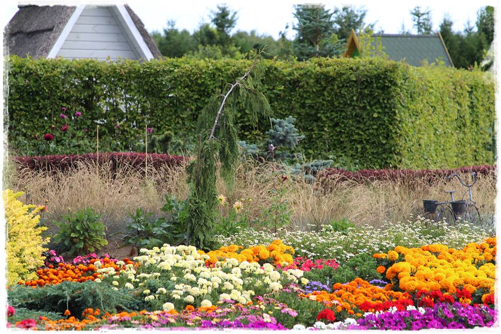 Płaczące drzewa 15 Płaczące drzewa 15