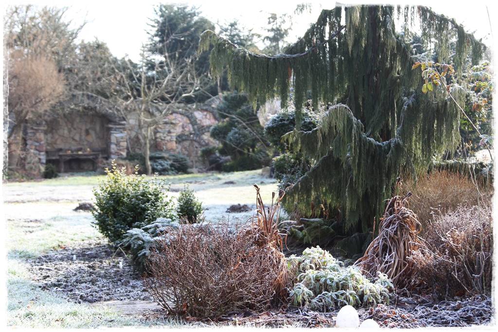 Płaczące drzewa 15a Płaczące drzewa 15a