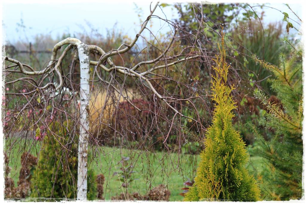 Płaczące drzewa 1a Płaczące drzewa 1a