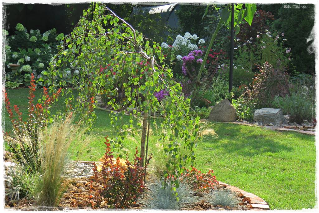 Płaczące drzewa 1b Płaczące drzewa 1b