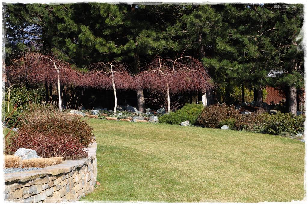 Płaczące drzewa 1c Płaczące drzewa 1c