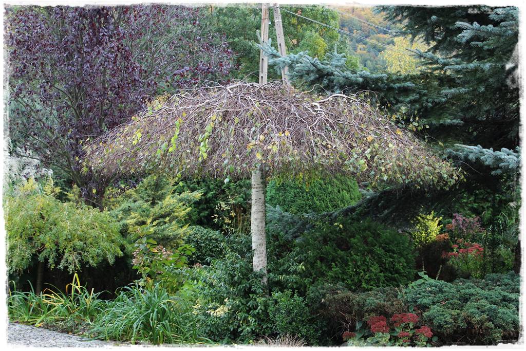 Płaczące drzewa 1d Płaczące drzewa 1d