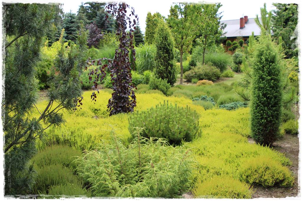 Płaczące drzewa 2 Płaczące drzewa 2