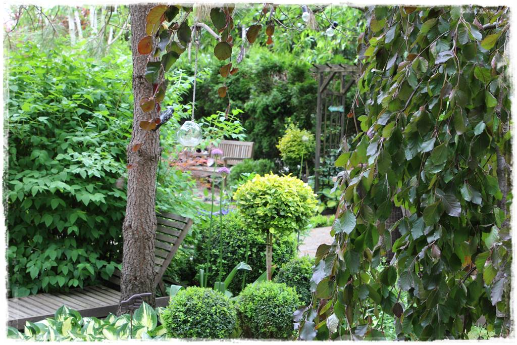 Płaczące drzewa 2c Płaczące drzewa 2c