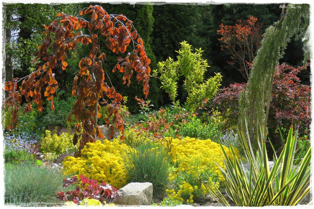 Płaczące drzewa 2e