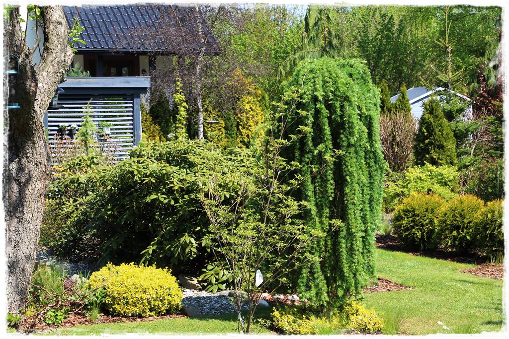 Płaczące drzewa 3 Płaczące drzewa 3