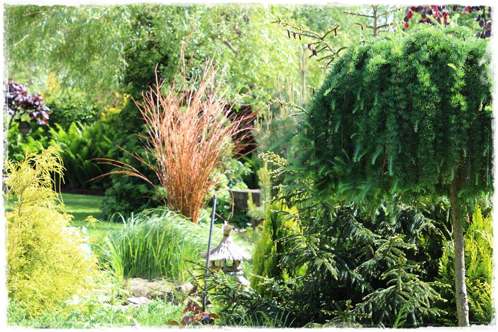 Płaczące drzewa 3a Płaczące drzewa 3a