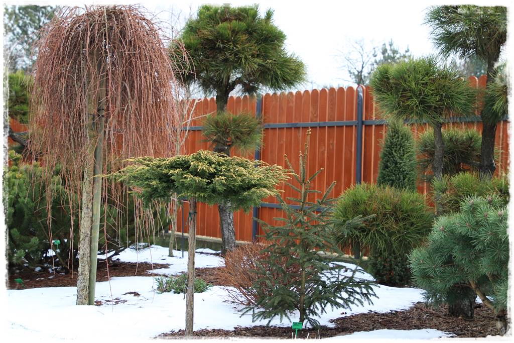 Płaczące drzewa 3b Płaczące drzewa 3b