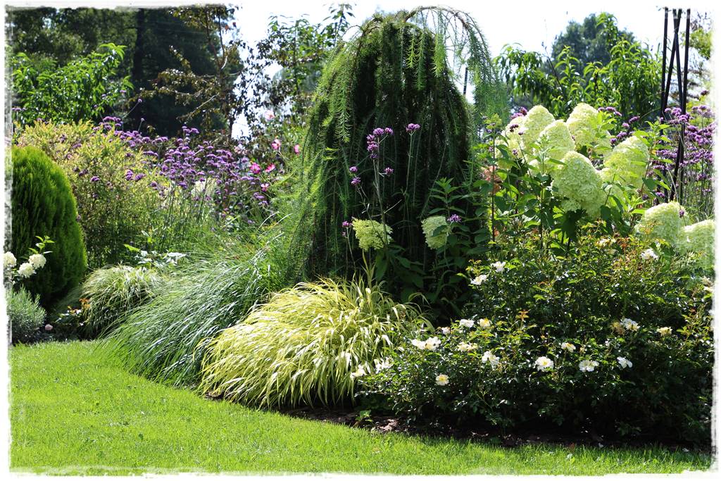 Płaczące drzewa 3c Płaczące drzewa 3c