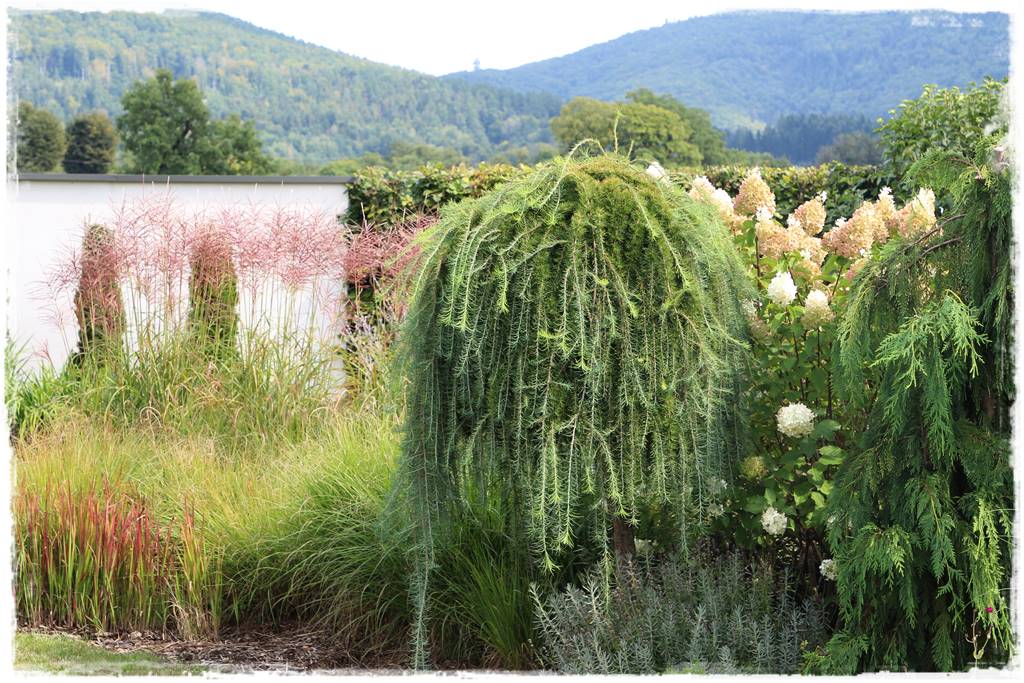 Płaczące drzewa 3d Płaczące drzewa 3d