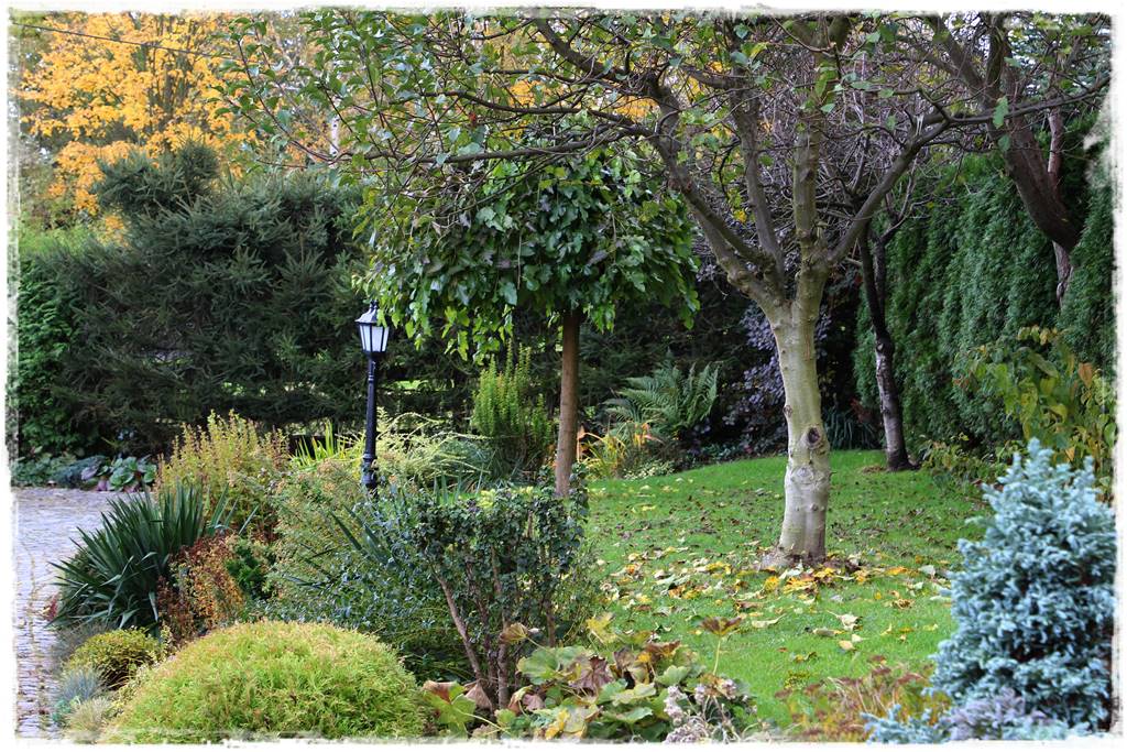 Płaczące drzewa 4c Płaczące drzewa 4c