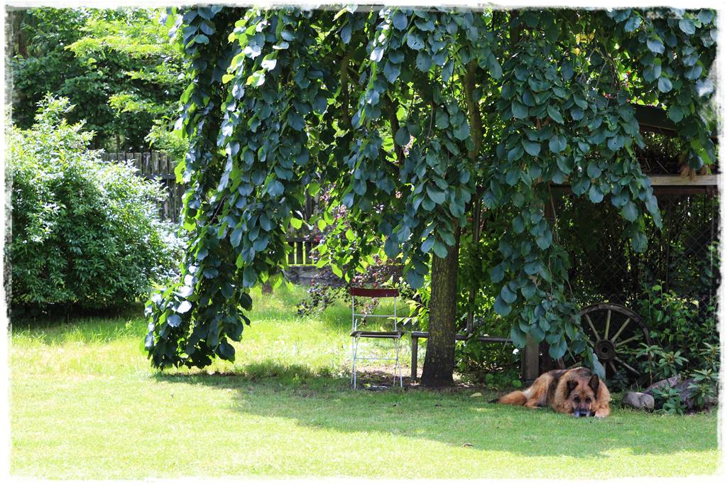 Płaczące drzewa 5 Płaczące drzewa 5