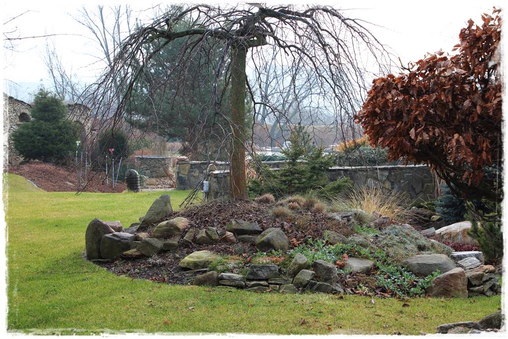 Płaczące drzewa 5as Płaczące drzewa 5as