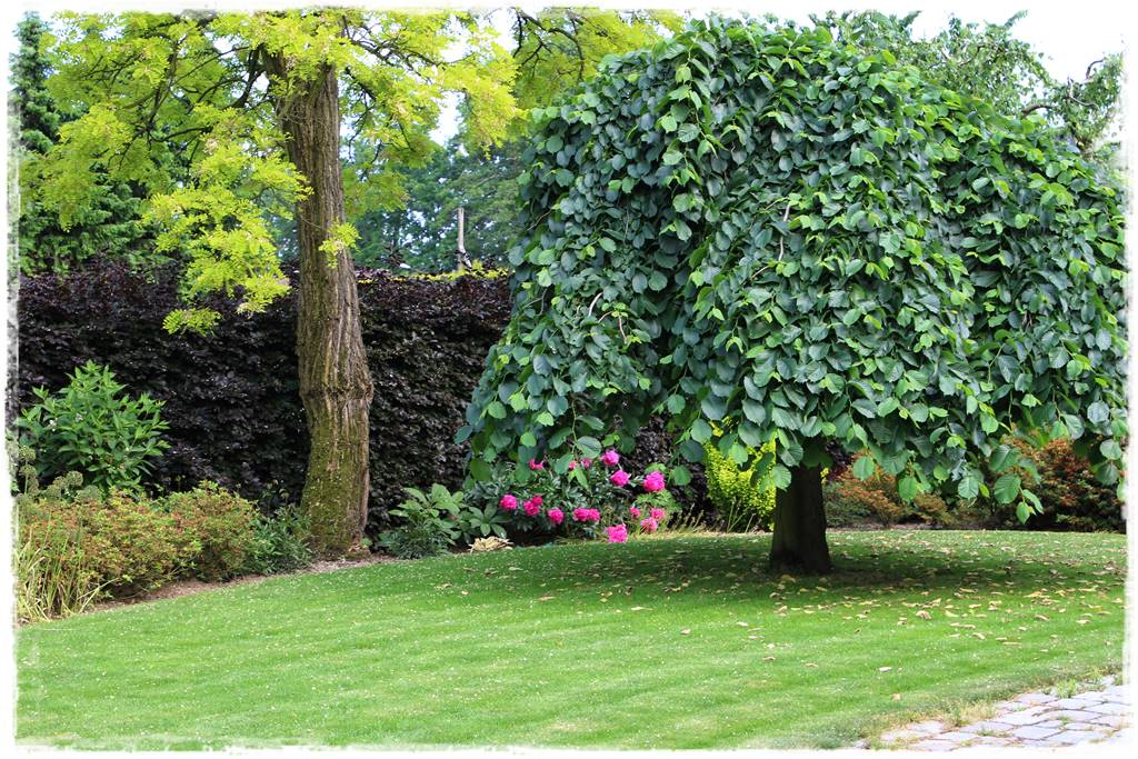 Płaczące drzewa 5b Płaczące drzewa 5b