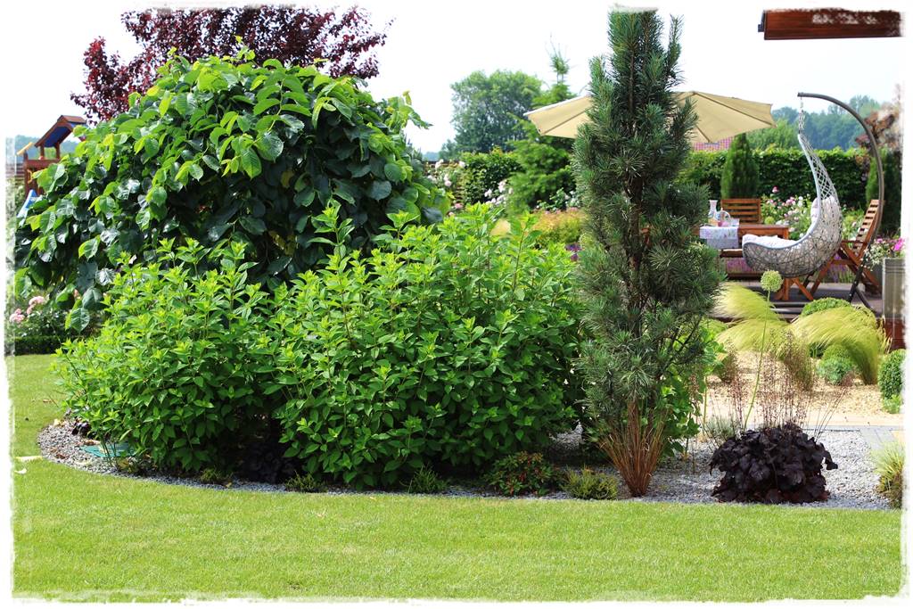 Płaczące drzewa 5c Płaczące drzewa 5c