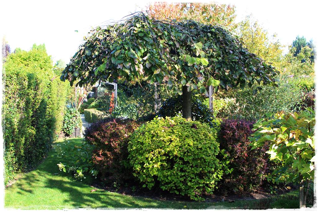 Płaczące drzewa 5d Płaczące drzewa 5d