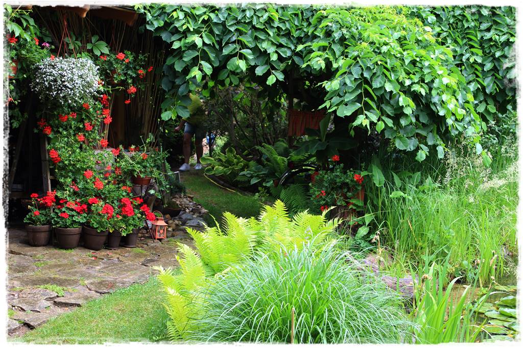 Płaczące drzewa 5e Płaczące drzewa 5e