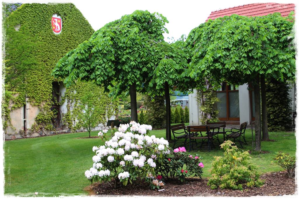 Płaczące drzewa 5g Płaczące drzewa 5g