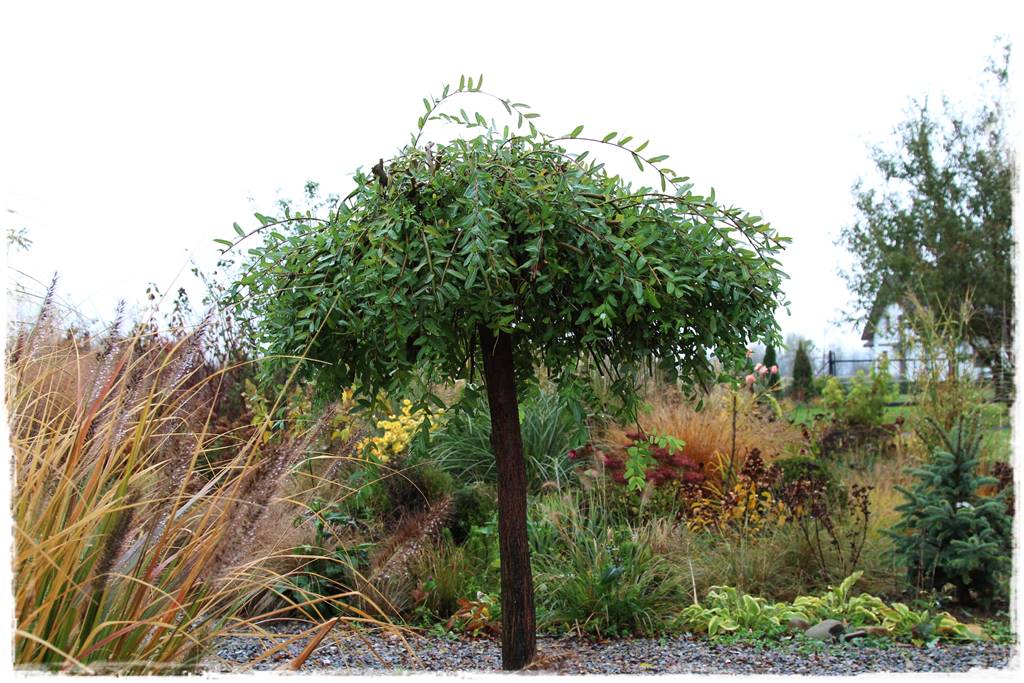 Płaczące drzewa 6 Płaczące drzewa 6