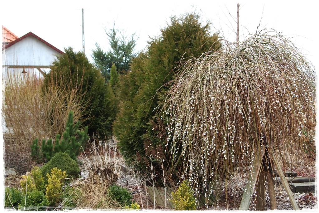 Płaczące drzewa 6a Płaczące drzewa 6a