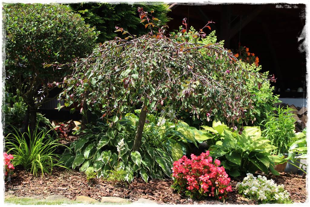 Płaczące drzewa 7 Płaczące drzewa 7