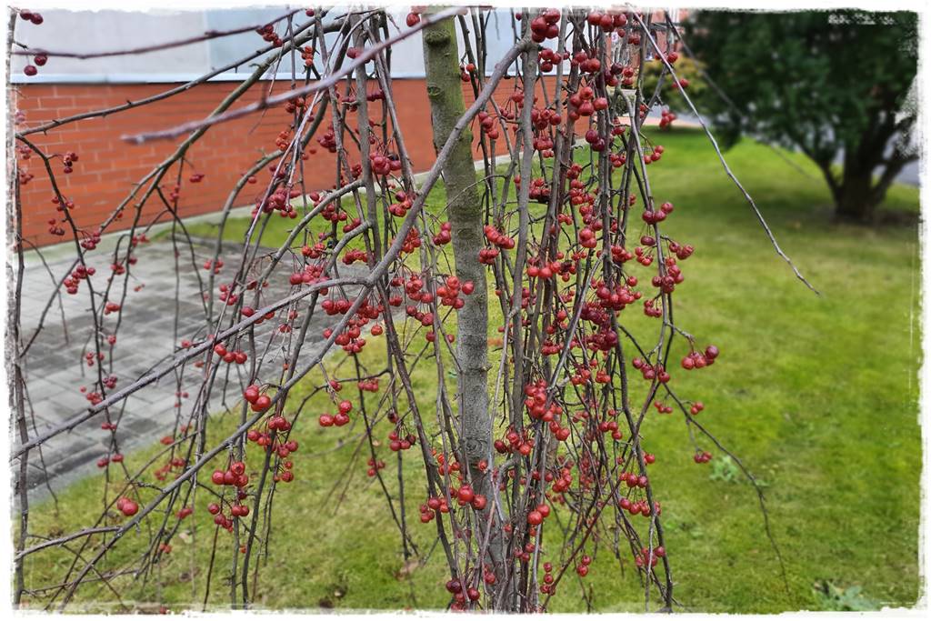 Płaczące drzewa 7a Płaczące drzewa 7a